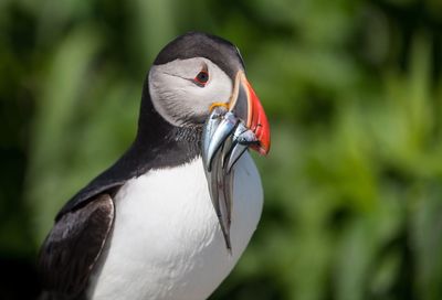 Close-up of a bird