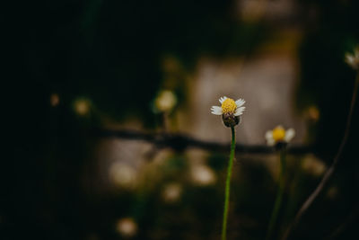 Close-up of yellow flowering plant on field