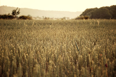 View over a wheat field in the evening, on the horizon you can see hills and trees.