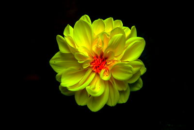 Close-up of yellow flower over black background