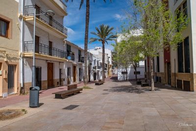 Footpath by palm trees and buildings in city