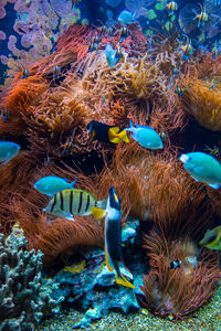 Close-up of fish swimming in sea