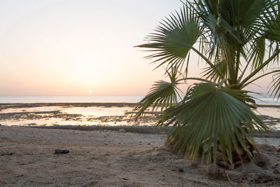 Palm trees on beach against sky during sunset