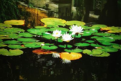 Lotus water lily in pond