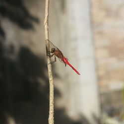 Close-up of dragonfly on twig