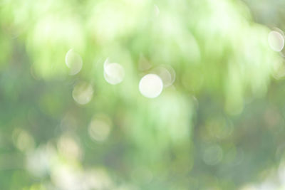 Defocused image of plant