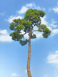 Low angle view of tree against sky