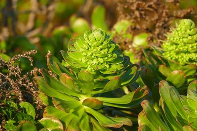 Close-up of succulent plant