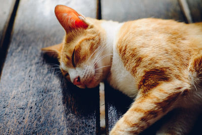 Close-up of cat sleeping