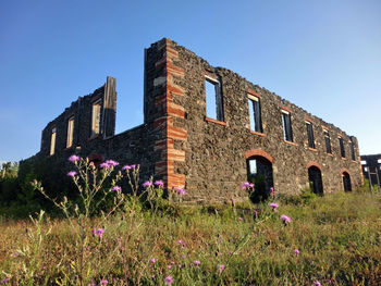 Pink flowers by old ruins against sky