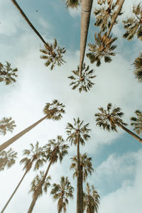 Low angle view of coconut palm trees against sky