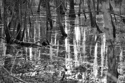 Reflection of trees in lake