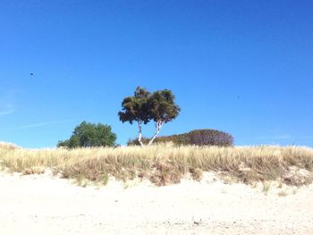 Trees on landscape against clear blue sky