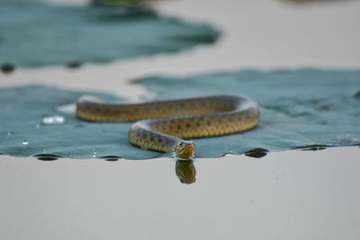 Snake on leaf in lake