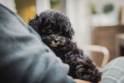 Close-up of dog