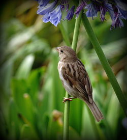 Close-up of bird perching on a plant