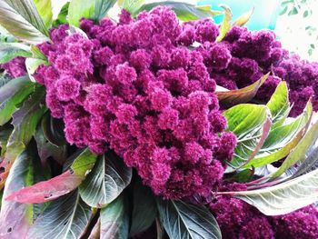 Close-up of pink flowering plant