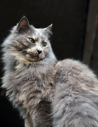 Grey cat sitting on a porch rail