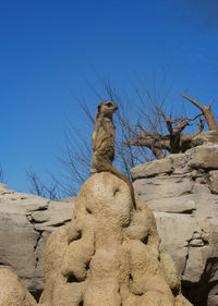 Low angle view of suricate on rock