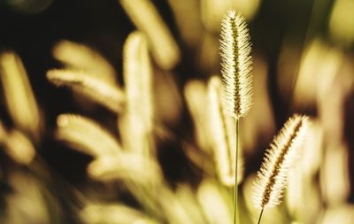 Close-up of plant