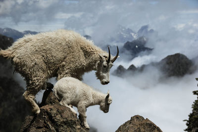 Sheep on rocks during winter