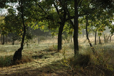 Trees in forest