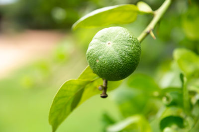 Close-up of fruits on tree