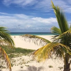 Palm trees on beach against sky