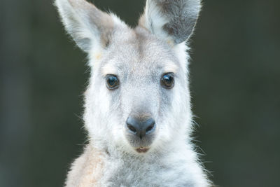 Close-up of kangaroo that is looking at you 