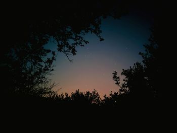 Low angle view of silhouette trees against sky at night