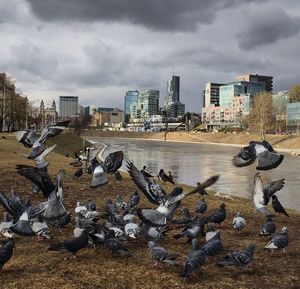 Seagulls flying over city against sky