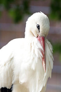 White stork