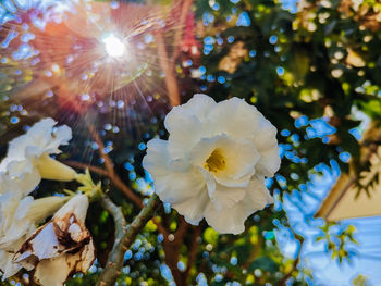 Low angle view of white flowering plant