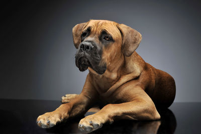 Close-up of dog against black background