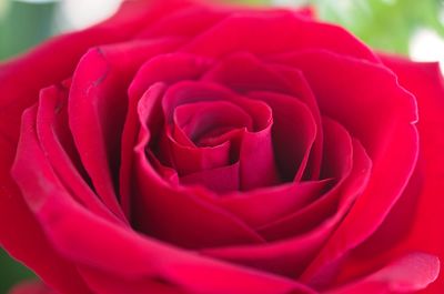 Close-up of red rose