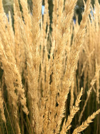 Close-up of wheat crop in field