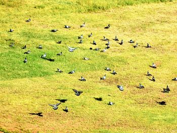 High angle view of flock of birds on field