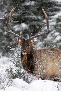 Deer standing on snow covered field