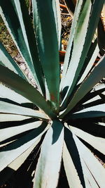 Full frame shot of succulent plant