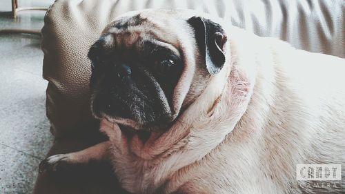 Close-up of a dog looking away