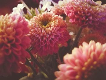 Close-up of pink flowers