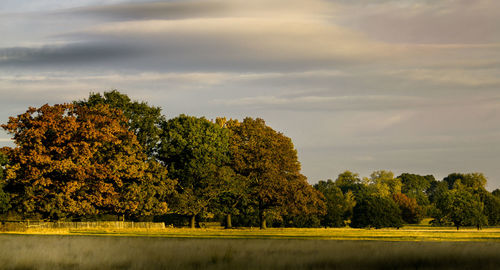 Trees on landscape against sky