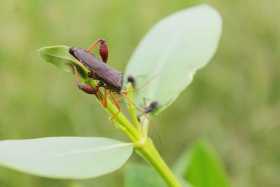 Close-up of insect on plant