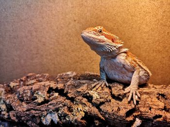 Bearded dragon 