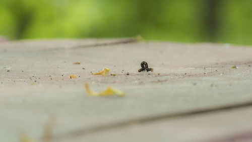 Surface level of caterpillar on ground