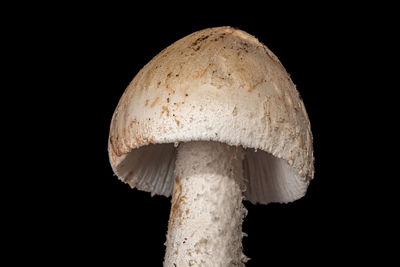 fungus