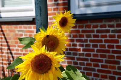 Close-up of yellow flower against brick wall