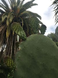 Low angle view of palm trees against sky