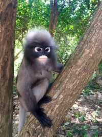 Portrait of monkey sitting on tree trunk in forest
