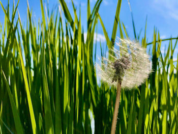 Close-up of dandelion on field